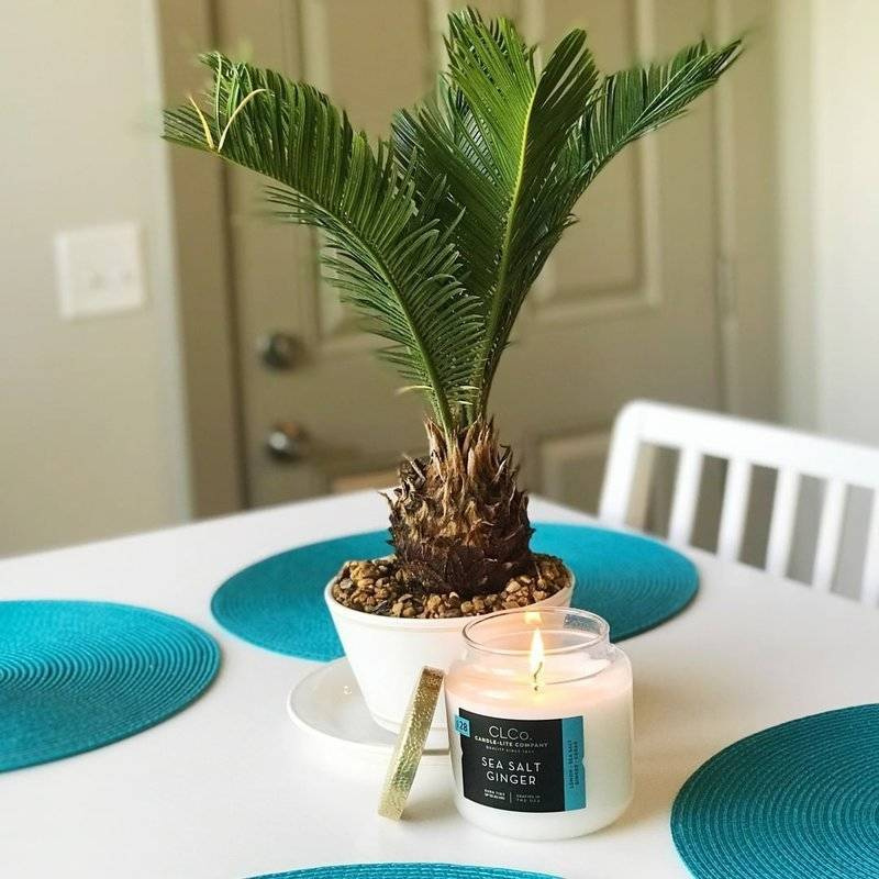 Grote geurkaars in glas Zeezout Gember - Sea Salt Ginger Candle-lite